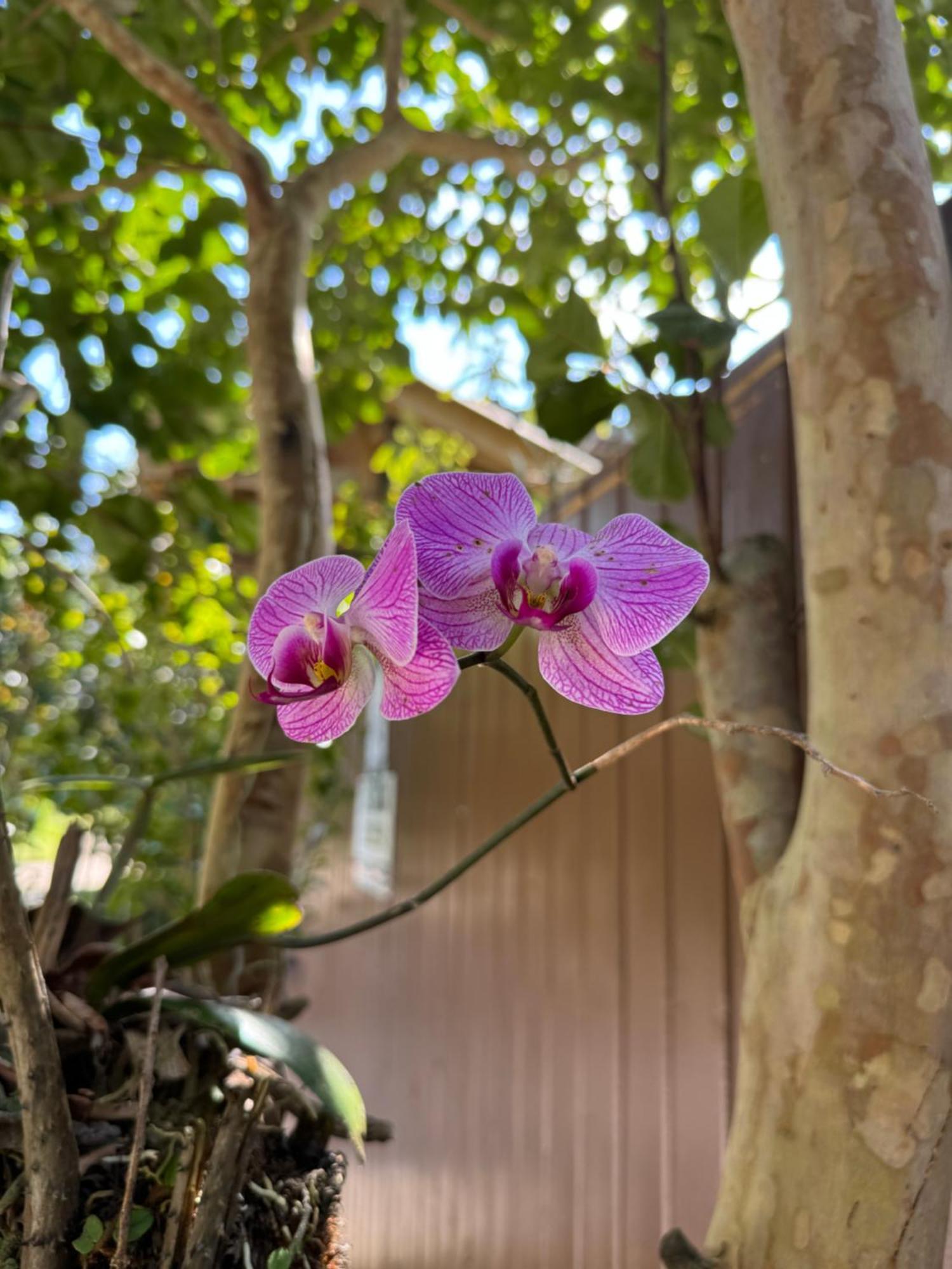Guarda do Embaú Morada Das Orquideas מראה חיצוני תמונה